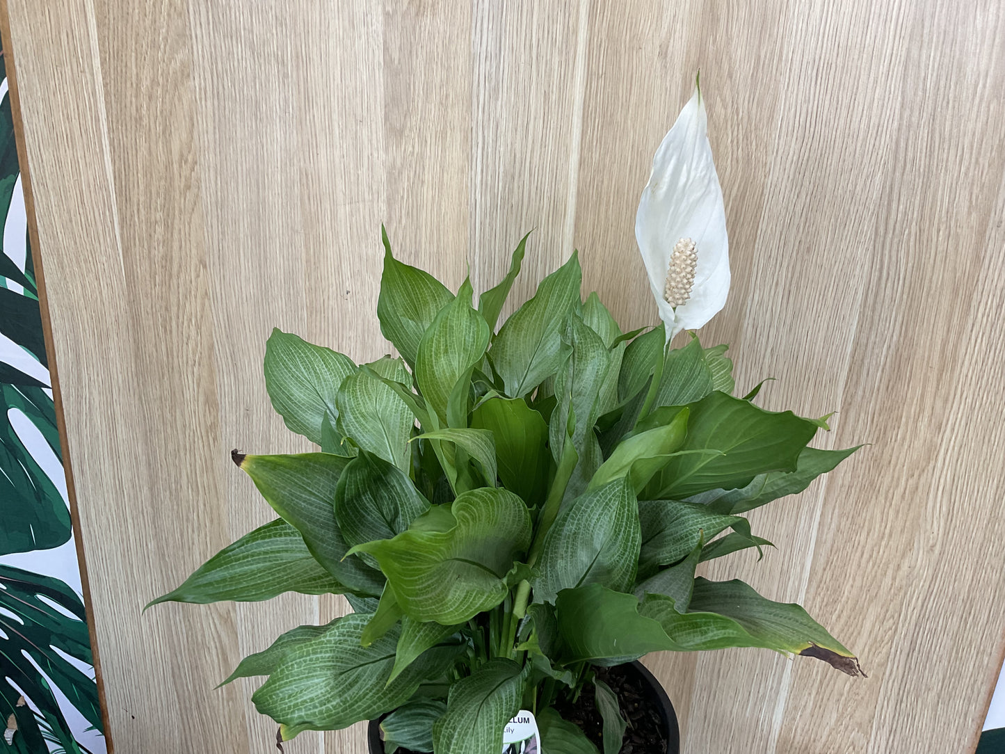 Spathiphyllum Platinum Mist