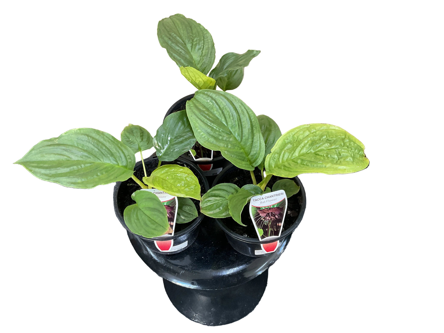 130mm Black Bat Plant