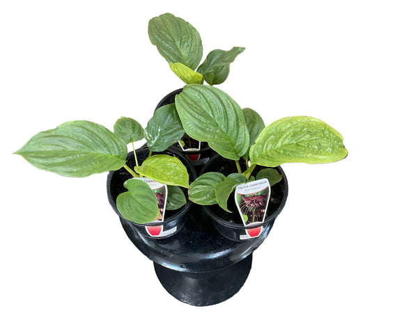 130mm Black Bat Plant