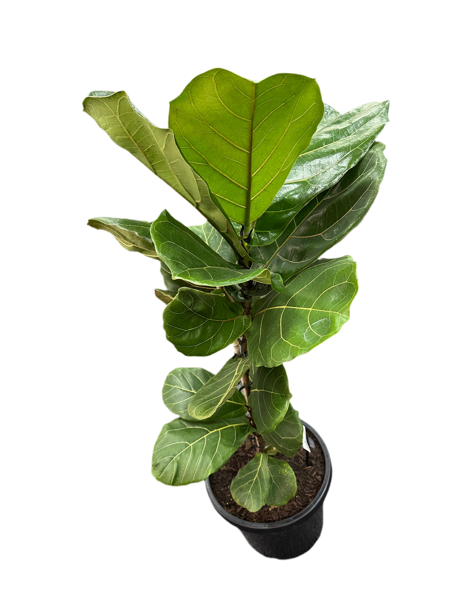 300mm Ficus Lyrata Fiddle Leaf