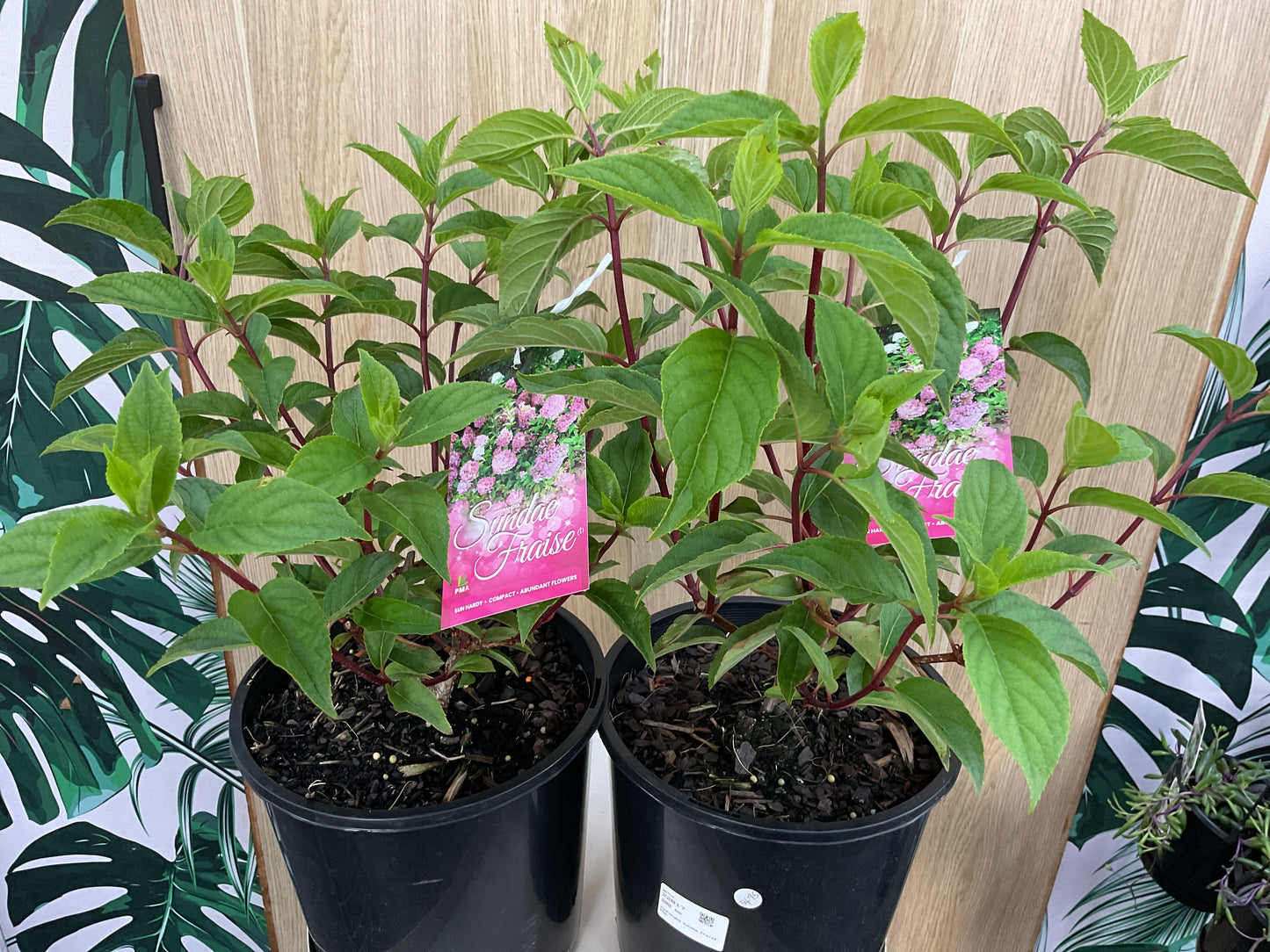 Hydrangea Sundae Fraise