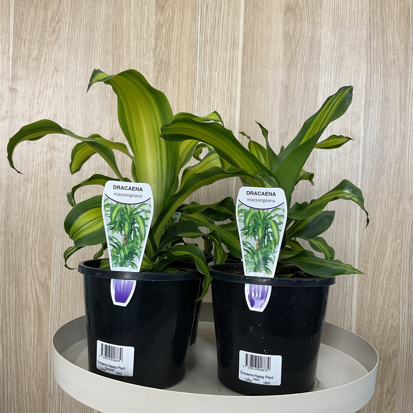 Dracaena Happy Plant