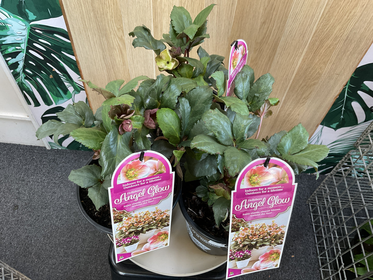 170mm Angel Glow Helleborous