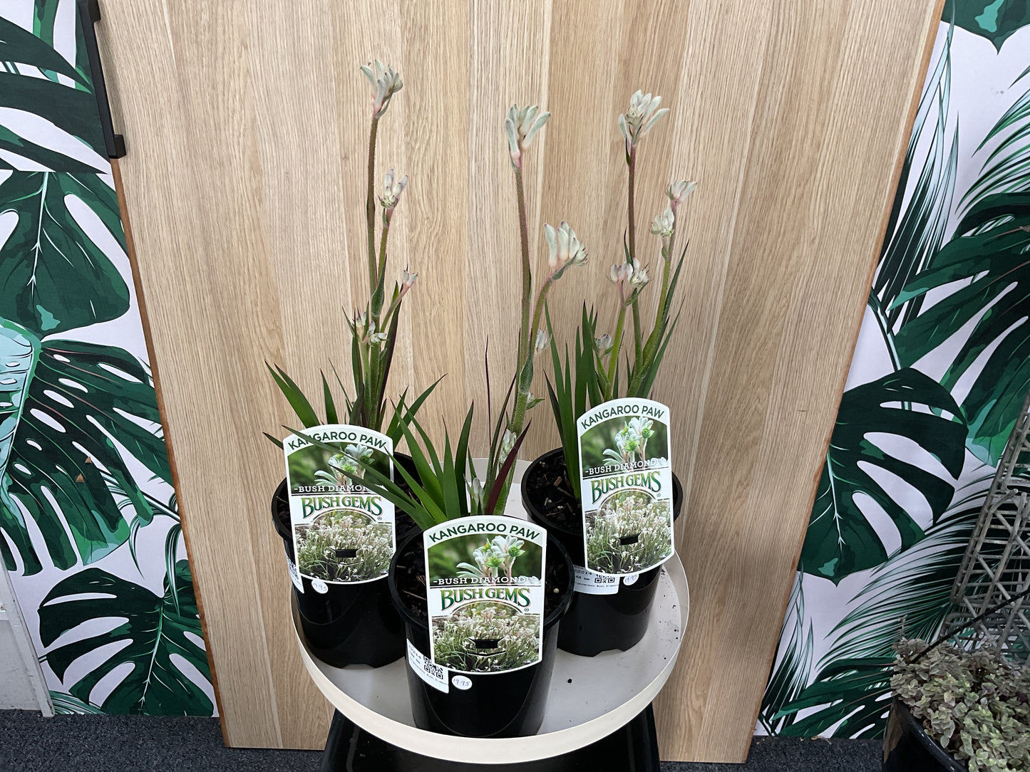 Kangaroo Paw Bush Gem- Diamond