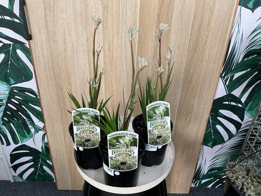 Kangaroo Paw Bush Gem- Diamond