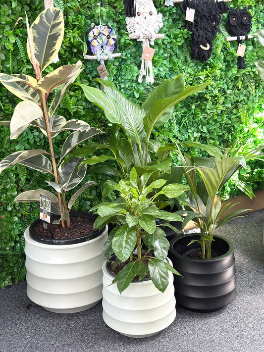 Ellipse planter