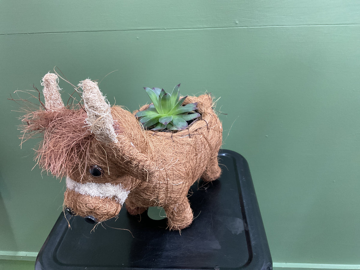 Husk Highland Cow Planter Small