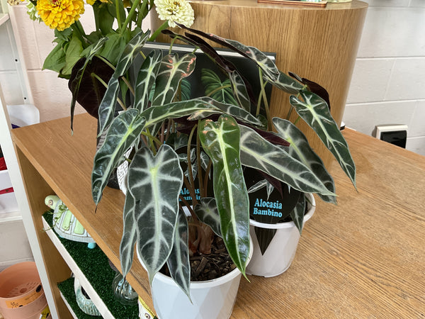 130mm Alocasia Bambino