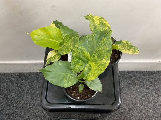 Alocasia Gageana Aurea Variegated