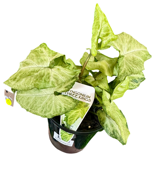 130mm Syngonium