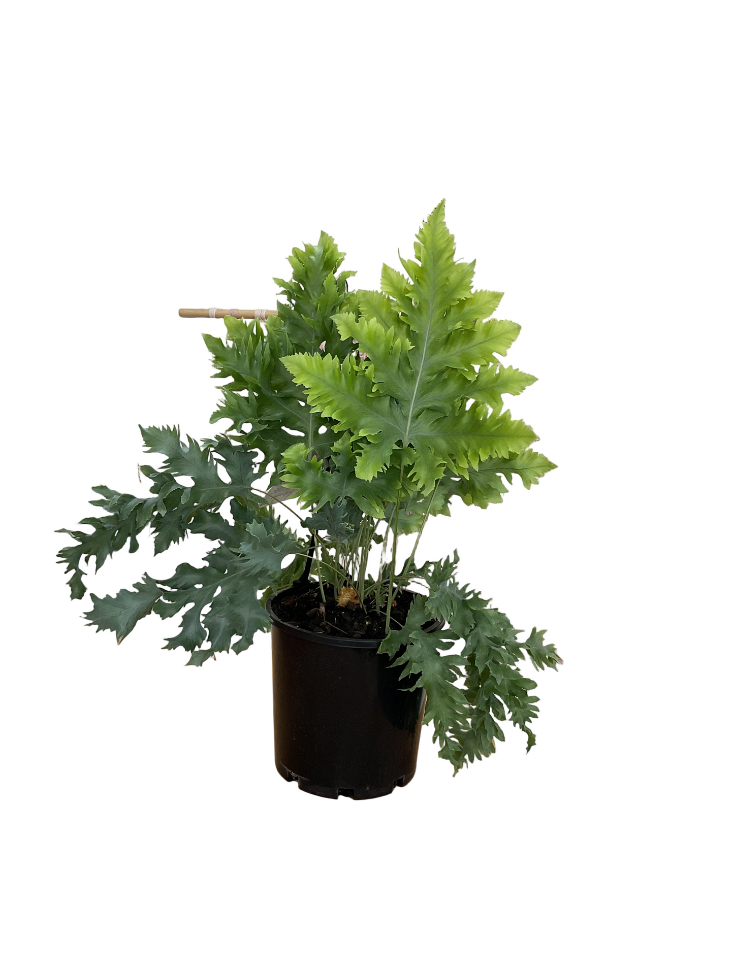 200mm Phlebodium Davana Fern