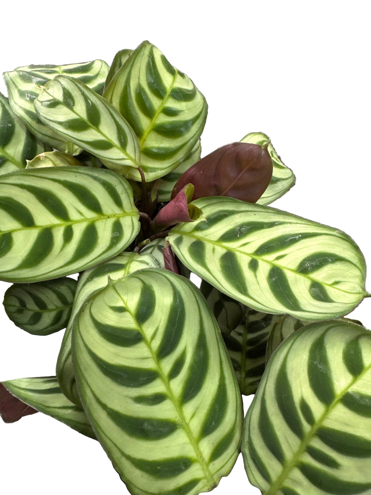 Ctenanthe Burle Marxii
