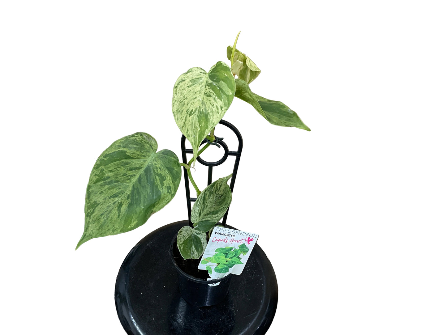 Philodendron Variegated “ Cupid’s Heart”