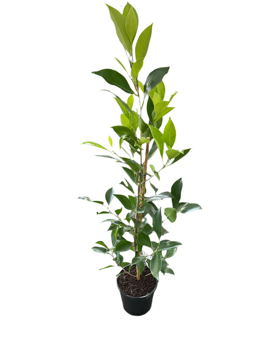 130mm Ficus Hilli