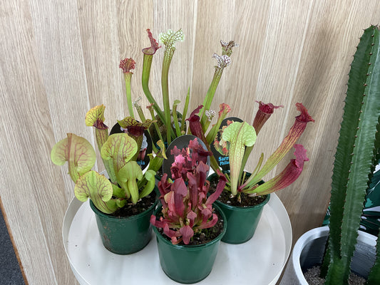 Sarracenia Trumpet Pitcher Plants - Assorted