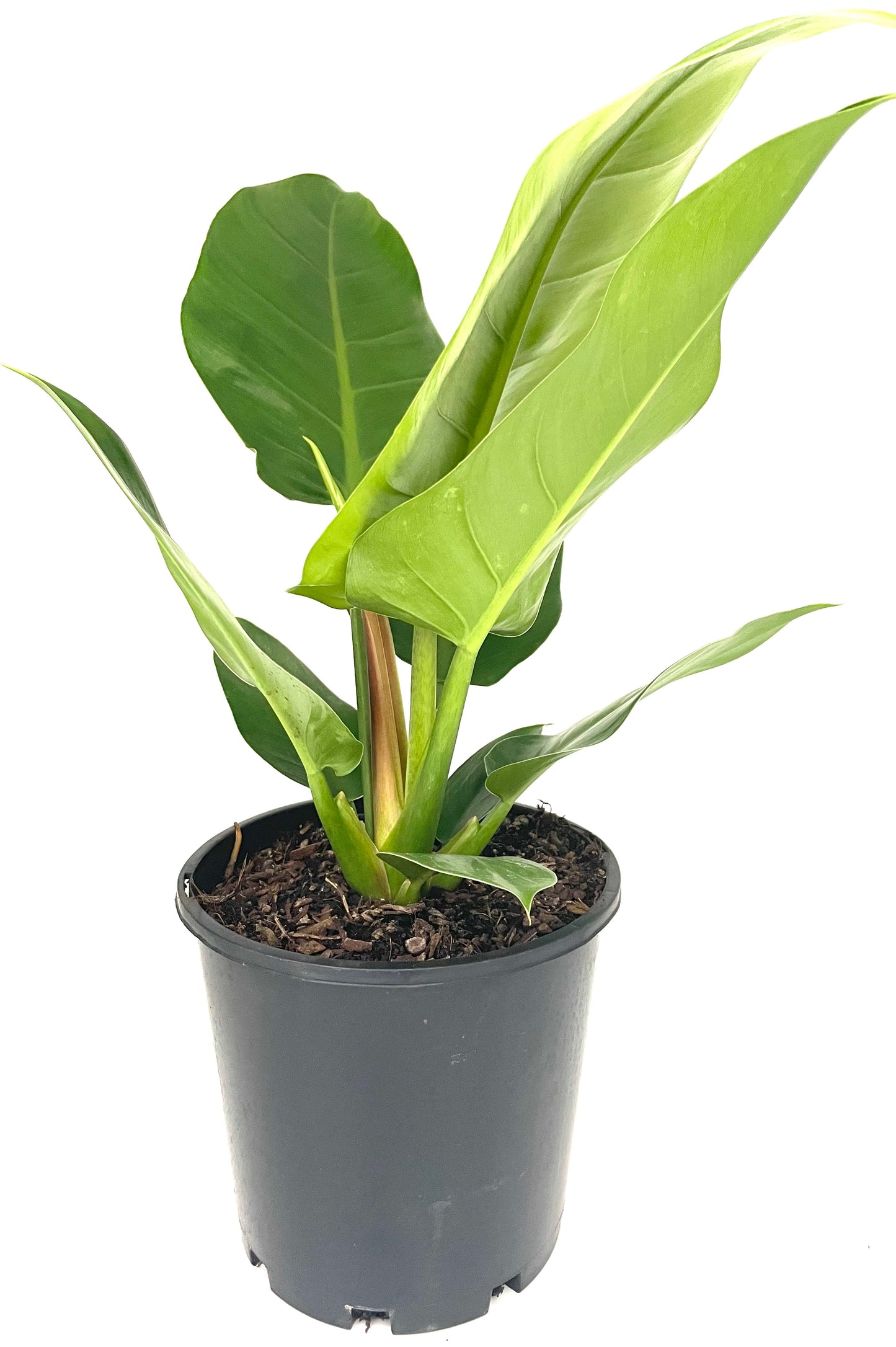 200mm Philodendron Imperial Green