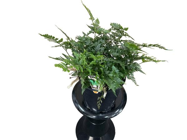 200mm Rabbits Foot Fern