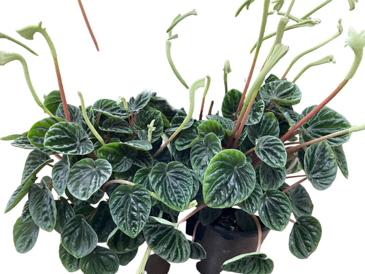 Peperomia Lillian