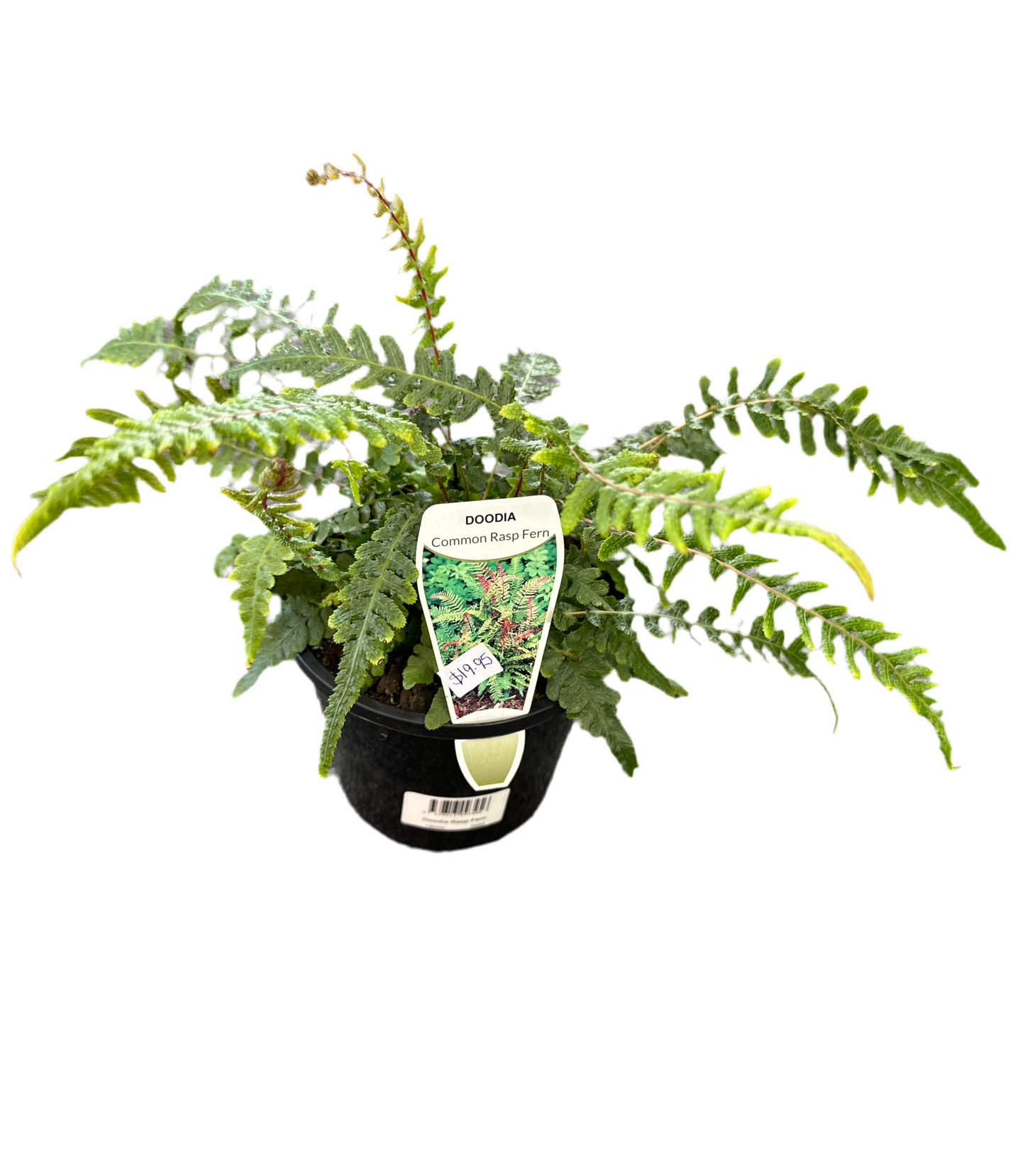 130mm Doodia Raspbery Fern