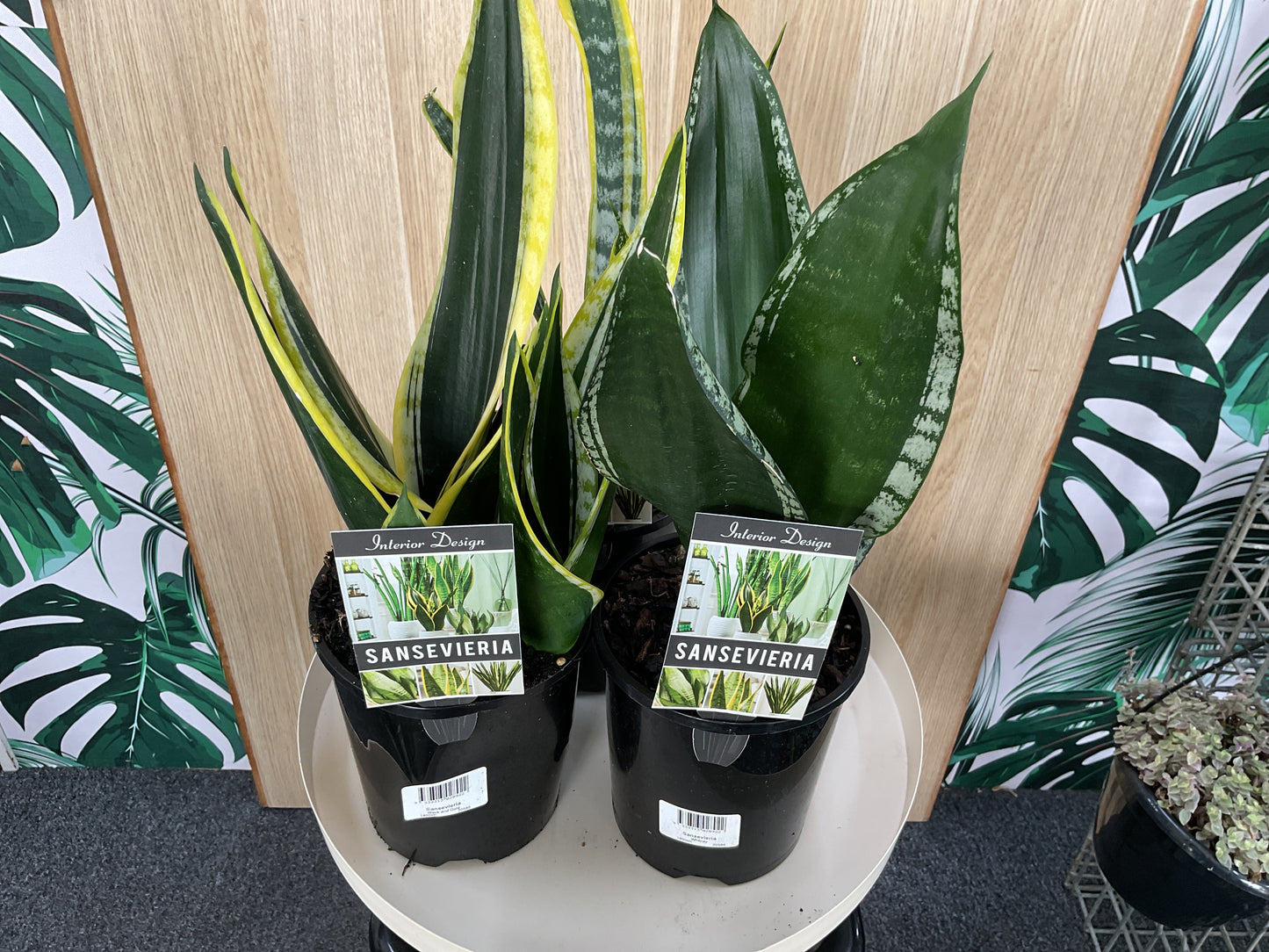 Sansevieria- Assorted