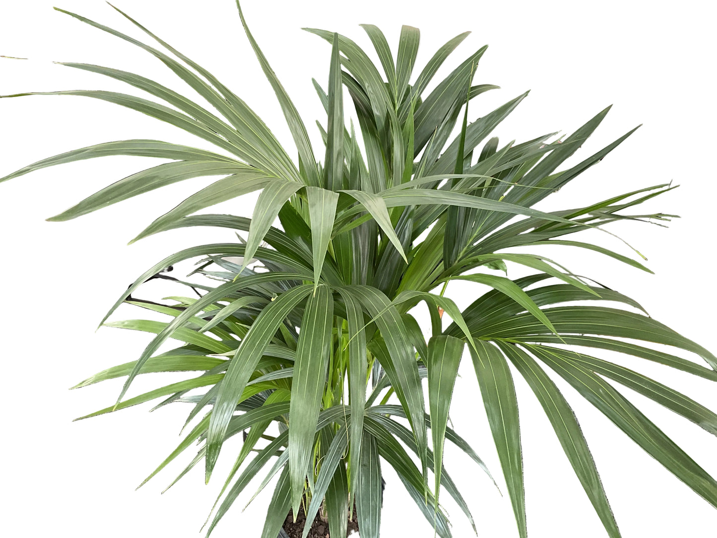 250mm Kentia Palm