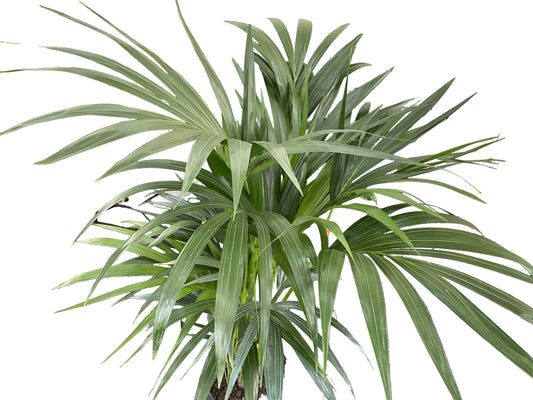 250mm Kentia Palm
