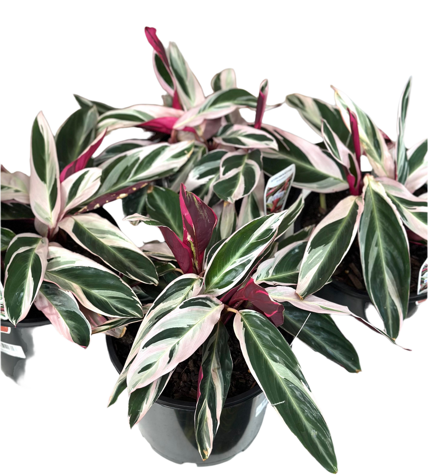200mm Stromanthe tricolour