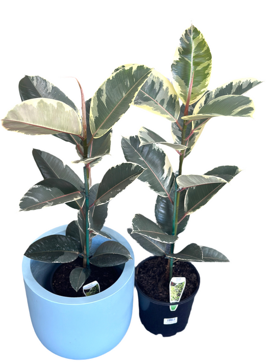 200mm Ficus Elastica Tineke