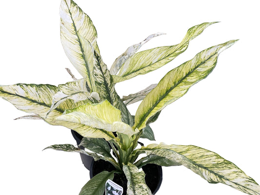 Peace Lily Sensation Variegated