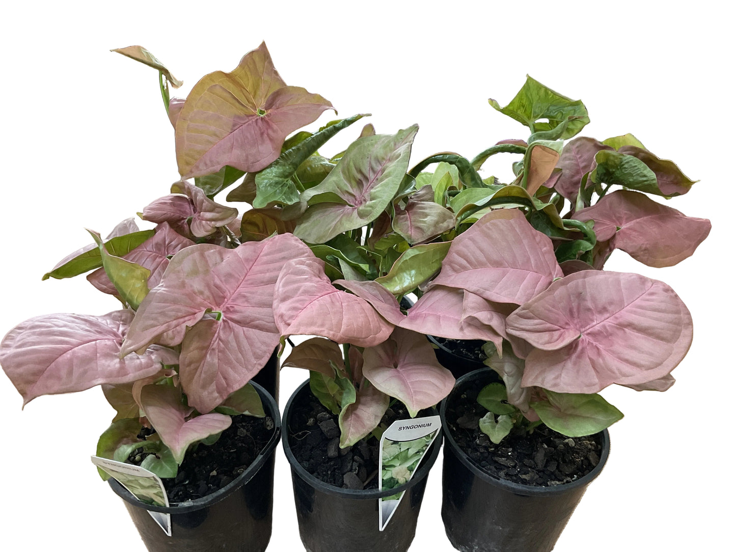 140mm Syngonium Neon