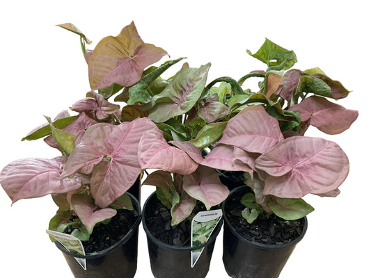 140mm Syngonium Neon