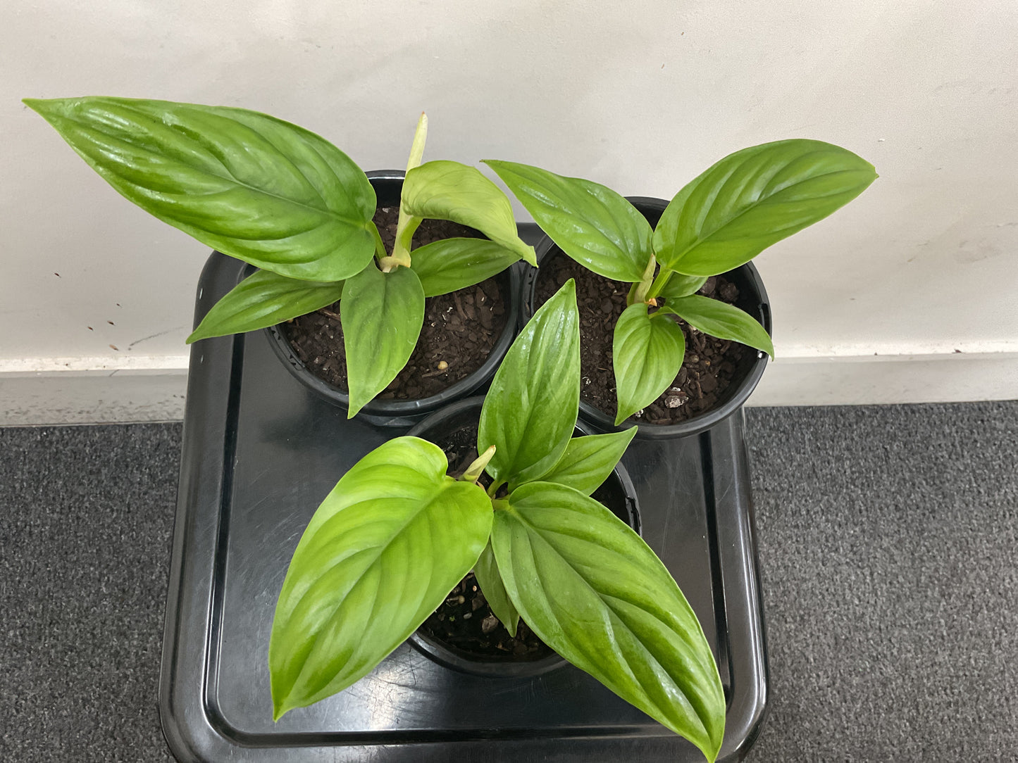 Philodendron Ernestii