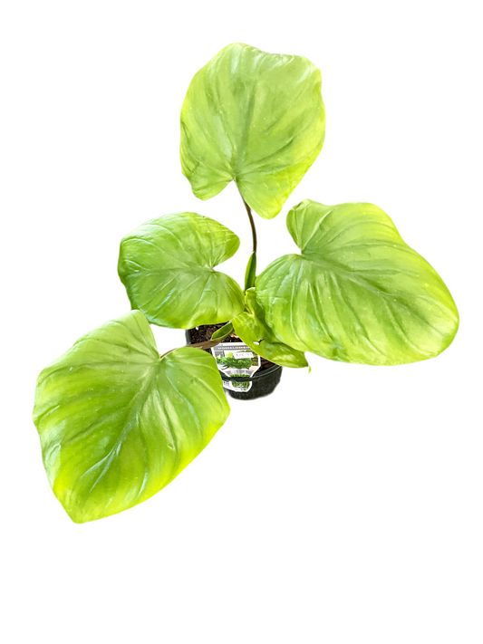 130mm Homalomena Maggy