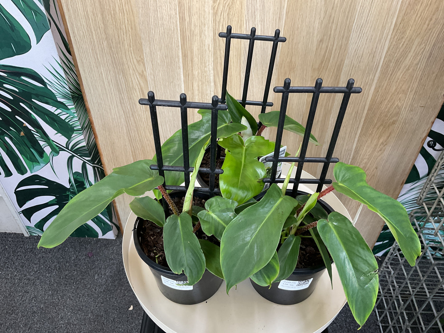 130mm Philodendron Squamiferum