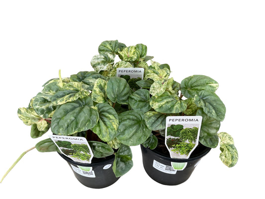 140mm Peperomia Pink Lady