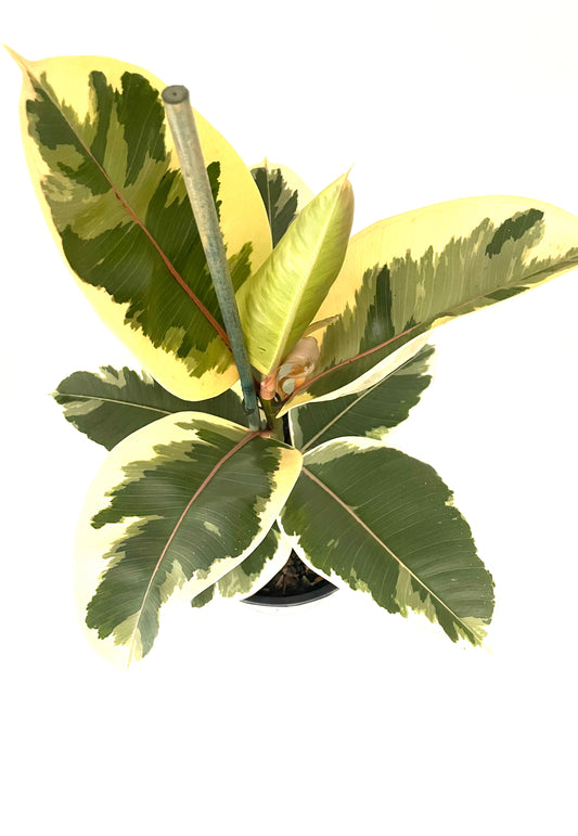 200mm Ficus Elastica Tineke