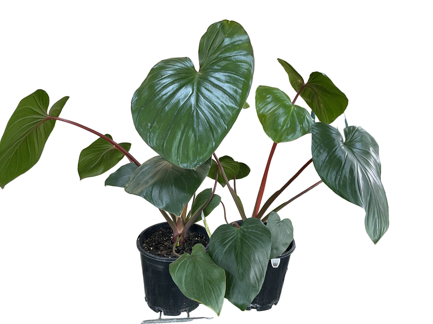 200mm Homalomena Maggi