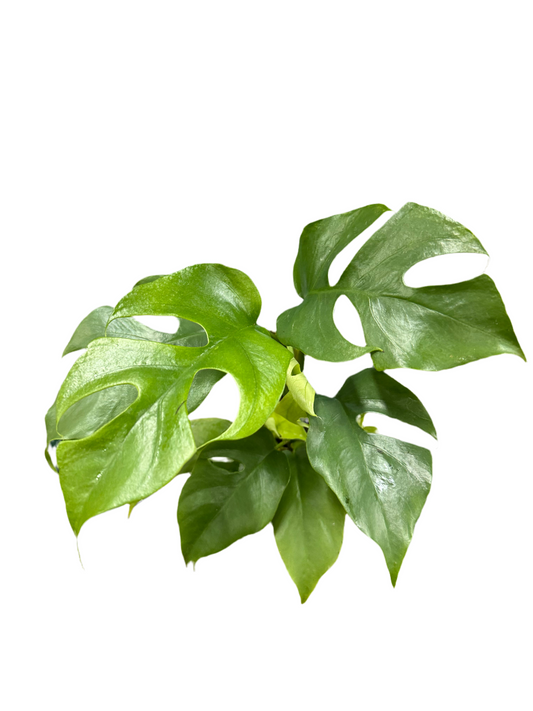 130mm Mini Monstera