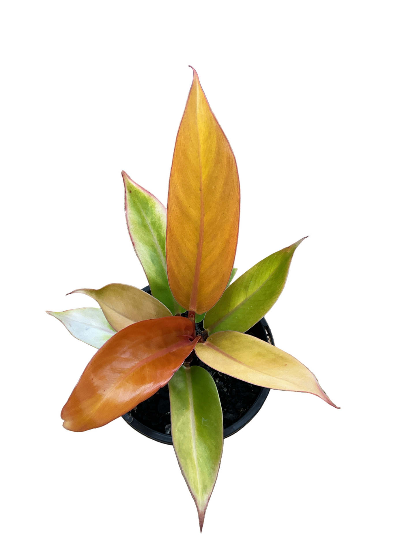130mm Philodendron Prince Of Orange