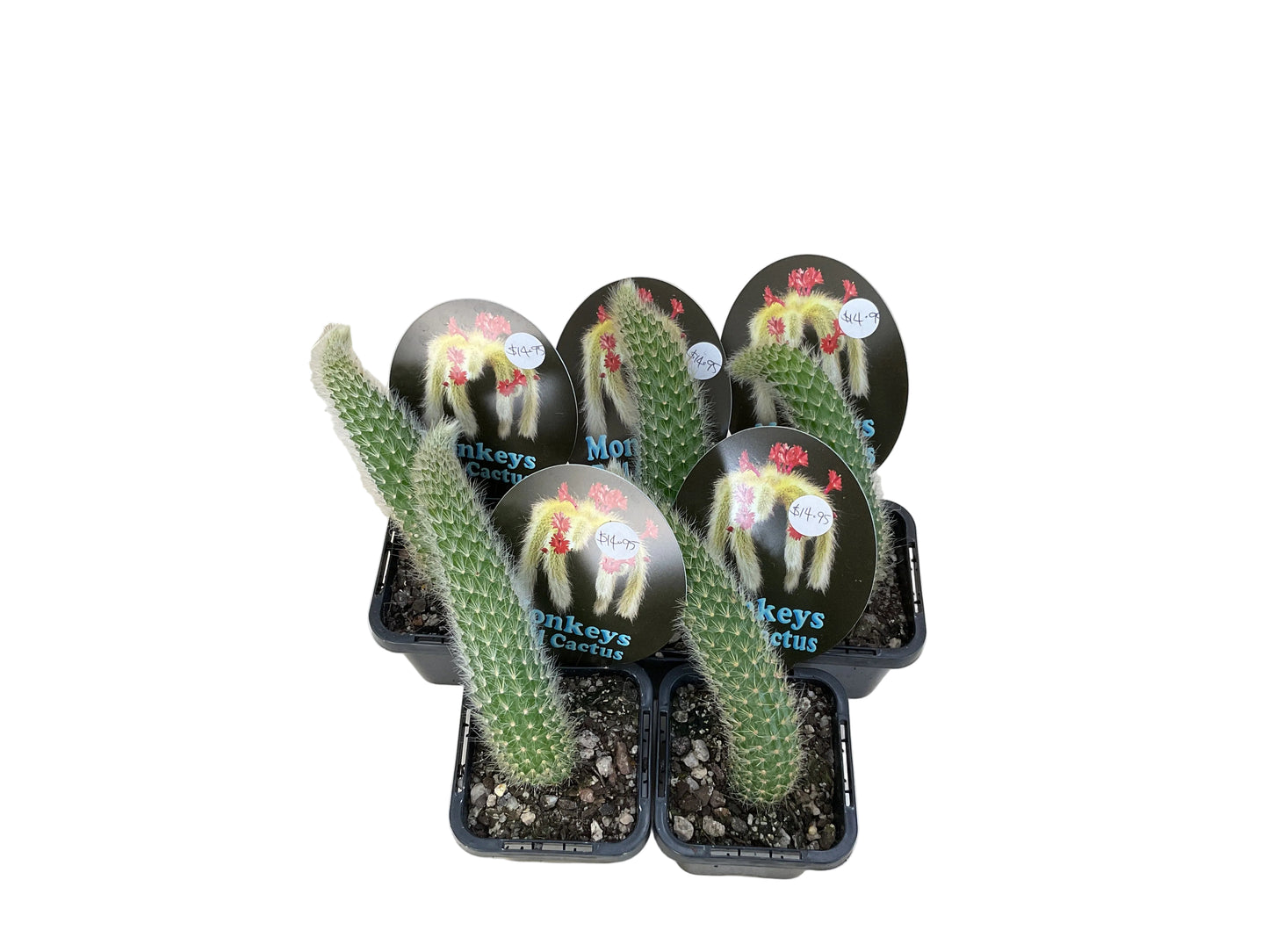 Monkeys Tail Cactus