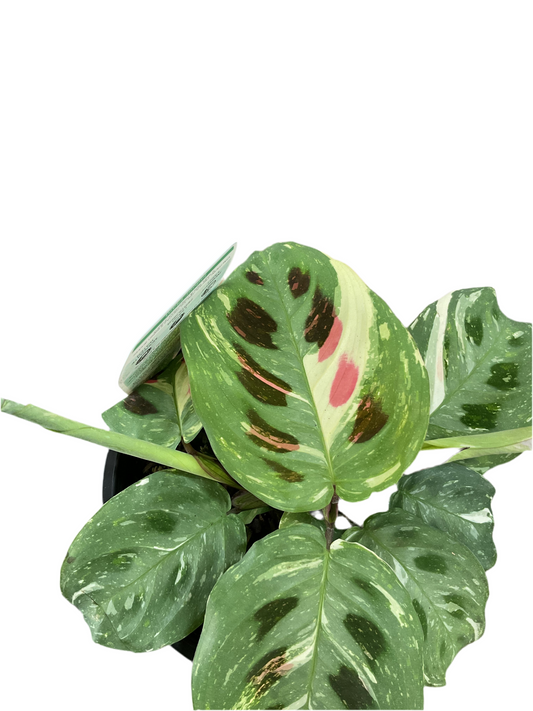 130mm Maranta Kerchoveana Variegated
