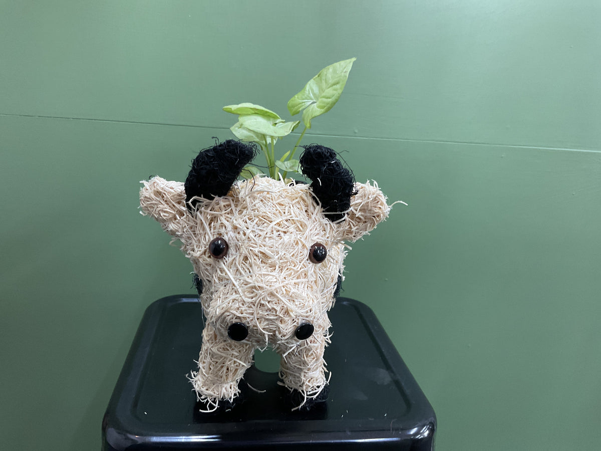 Husk Jersey Cow Planter
