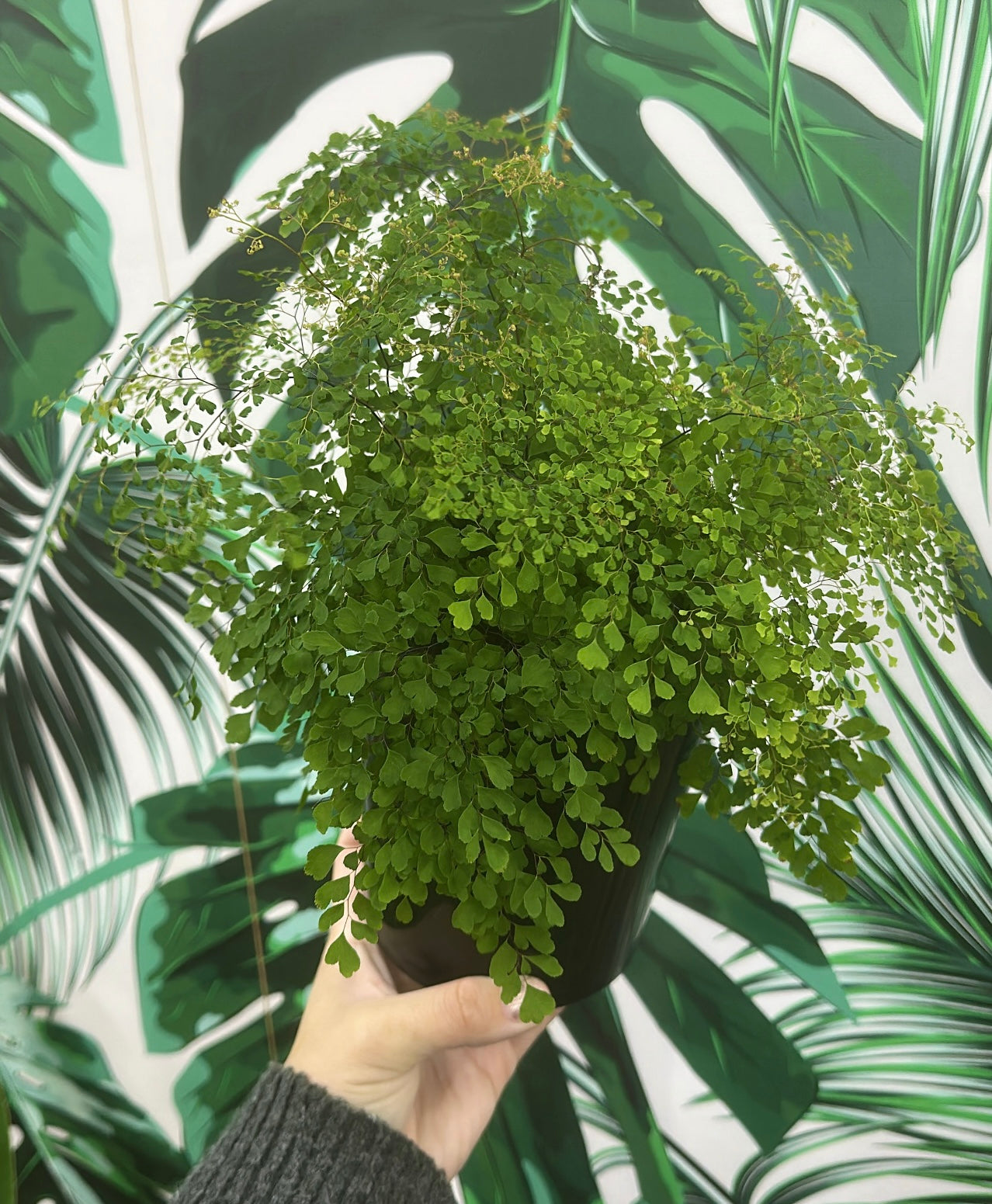 Fine Leaf Maiden Hair Fern