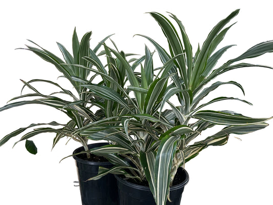 250mm Dracaena Deremensis