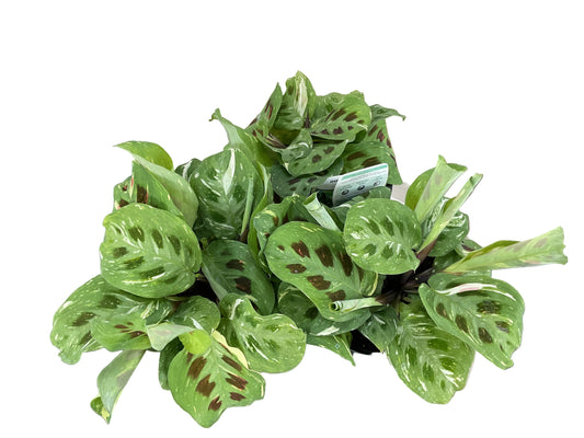 Maranta Variegated