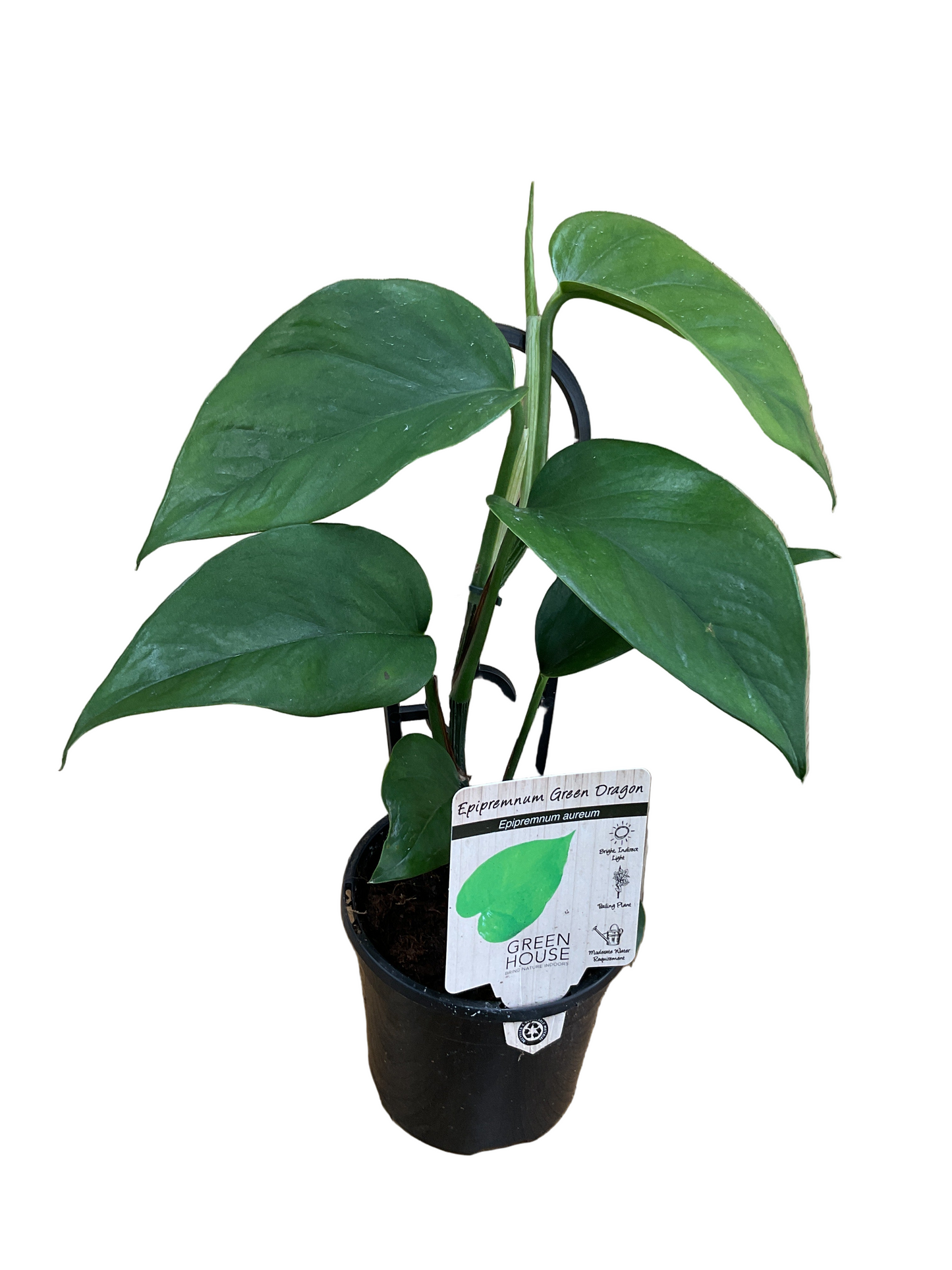 Epipremnum Green Dragon