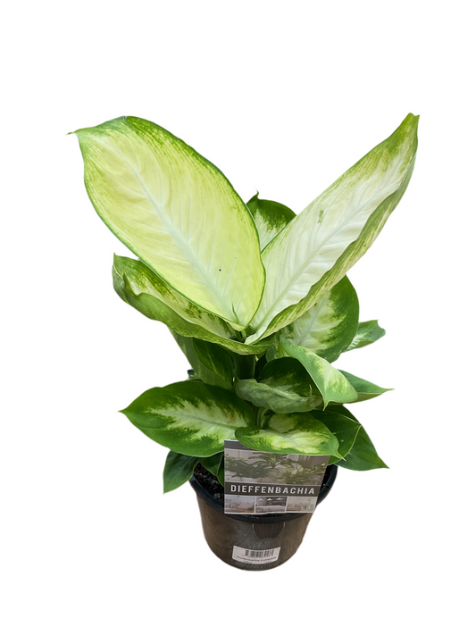 130mm Diffenbachia