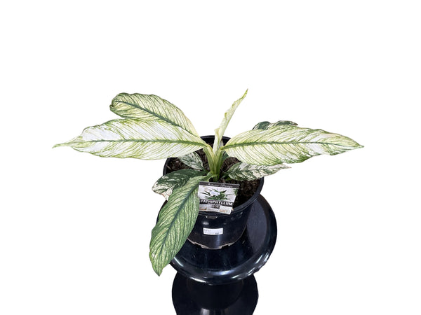 200mm Variegated Sensation Peace Lily