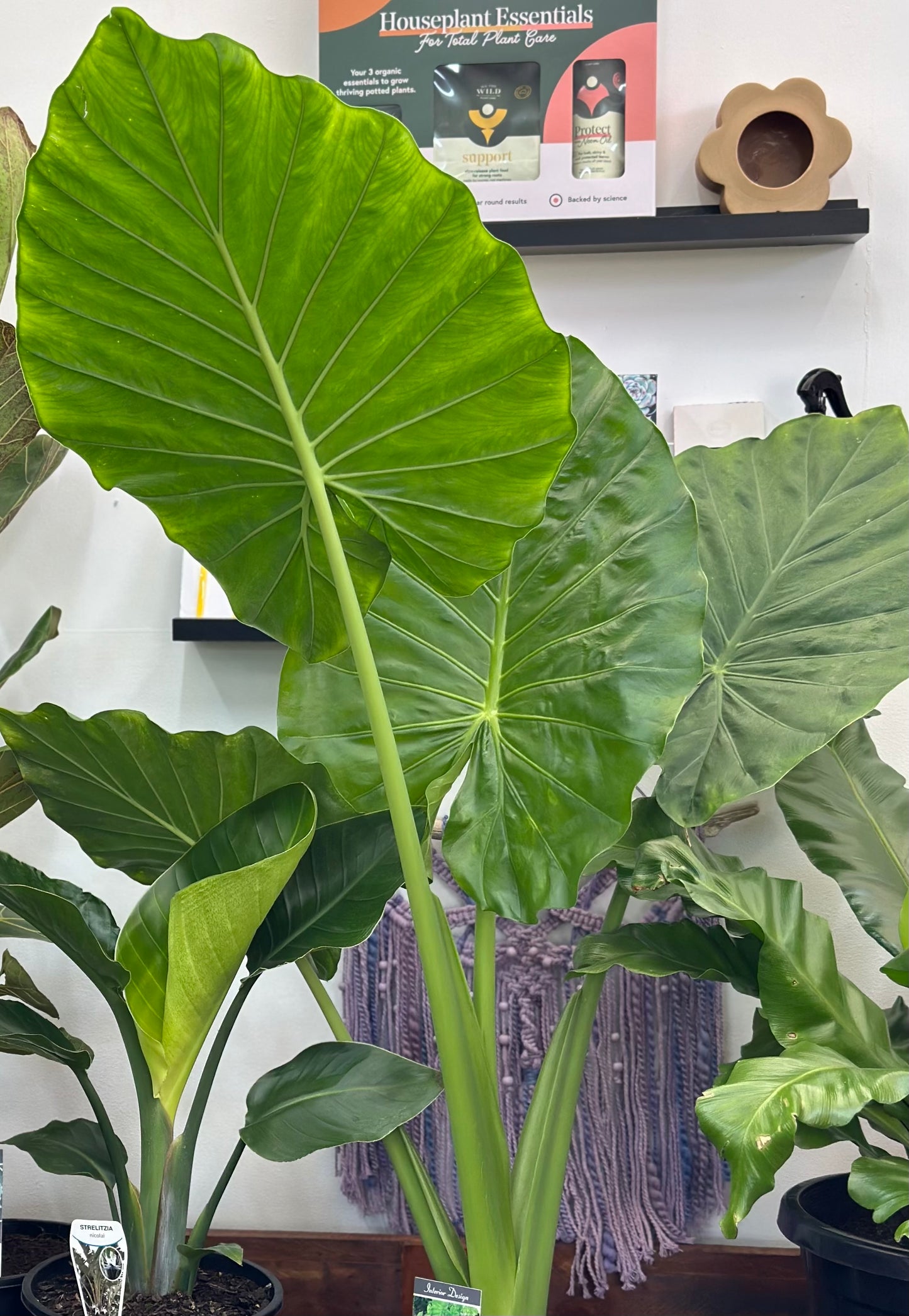 200mm Alocasia Portadora Shield