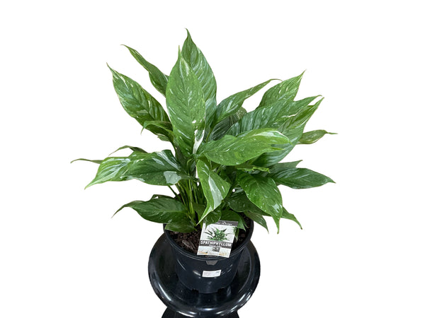 200mm Jet Diamond Peace Lily
